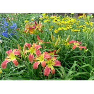 Delphinium for height, mounding daisies for form and the daylily anchors the design with color and contrast.