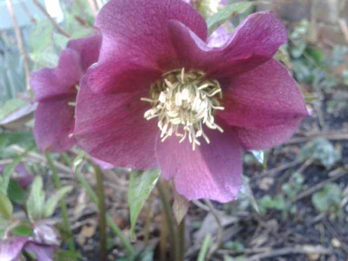 10 Mauve and Purple Flowers for Your Garden Dengarden