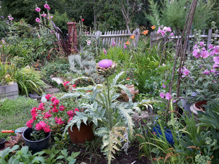 Here is a nice assortment of summer artichoke, lavatera, hollyhock, and roses—notice how the colors blend.