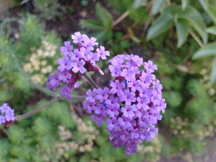 10 Mauve and Purple Flowers for Your Garden Dengarden
