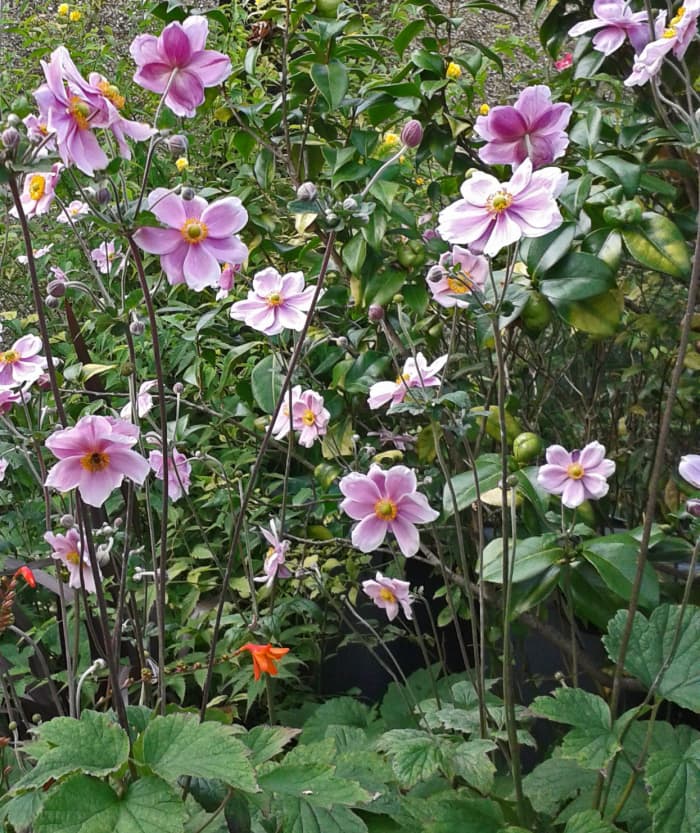 Anemone Japonica can spread quickly through suckers and self-seeding. So keep an eye on their growth—unless you want them to take over your whole garden.