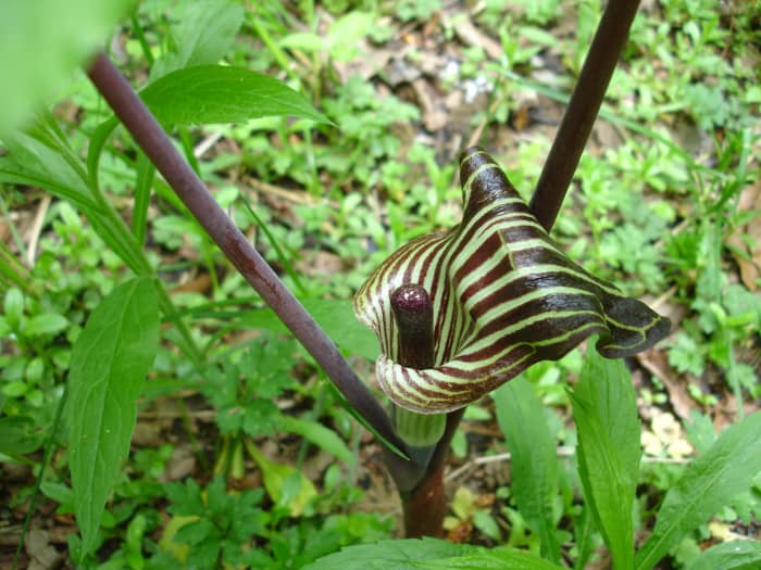 Jack-in-the-Pulpit are not-quite-hardy perennials that sometimes need protection in winter but often come with mesmerizing stripe patterns.