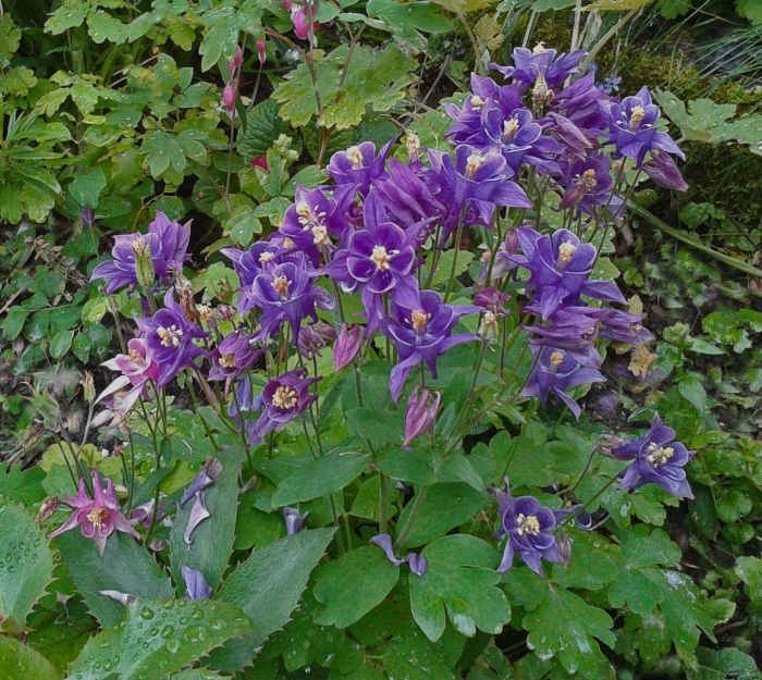 10 Plants That Grow Well in the Shade Dengarden