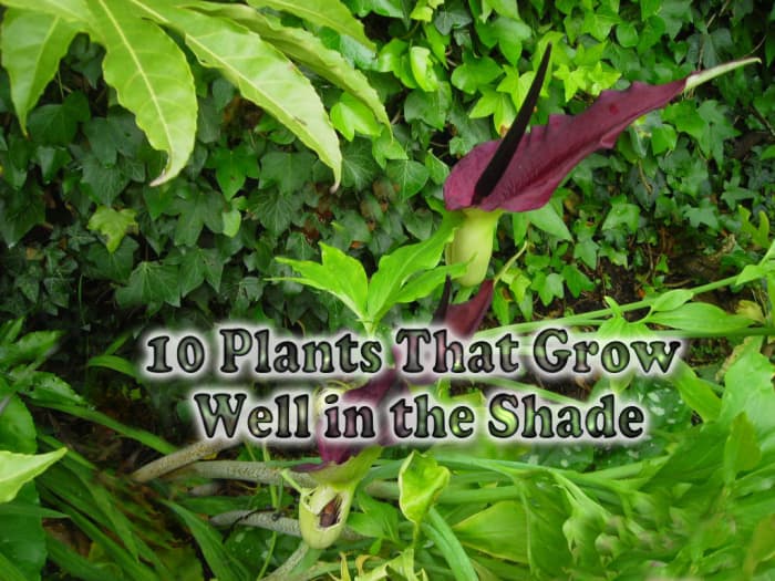 This black lily in full bloom is just one of many plants that loves shade. This article will list numerous other shade-tolerant plants that you can grow in your own garden.