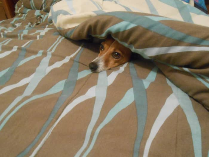 Lurking in the blankets waiting to attack the next person who dares to walk by the front of the house.