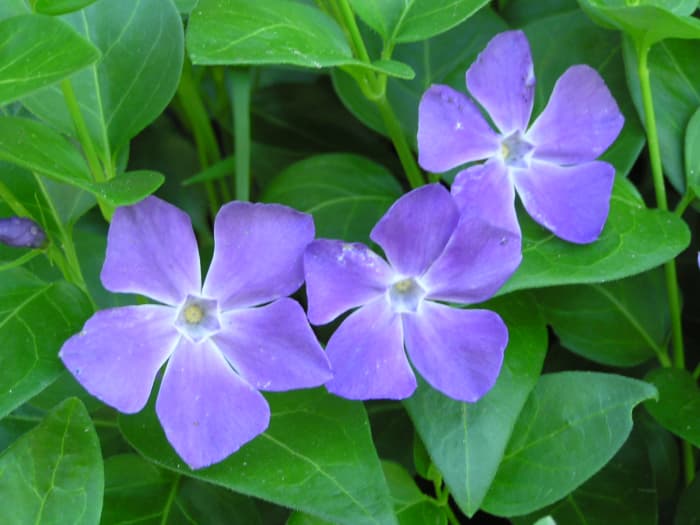 Vinca major (periwinkle), a poisonous plant. It looks like Vinca minor, but has larger leaves and flowers