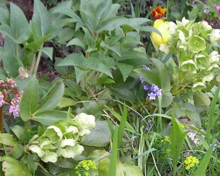 Poisonous Plants Hellebore, Oleander, and Vinca (Periwinkle) Dengarden