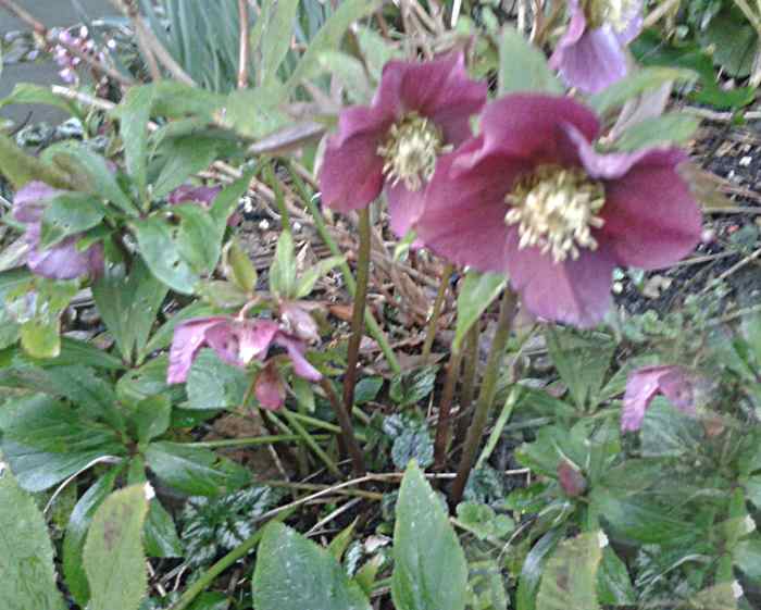 Poisonous Plants Hellebore, Oleander, and Vinca (Periwinkle) Dengarden