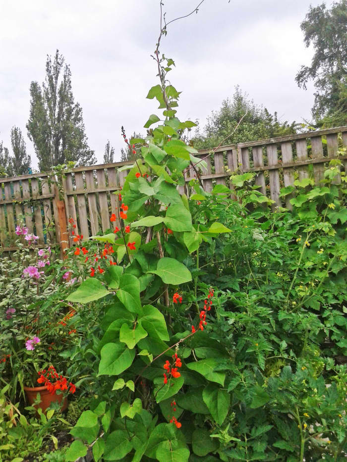 Beans, tomatoes and lantana in my garden. I grow beans as much for the attractive red flowers as for the food.