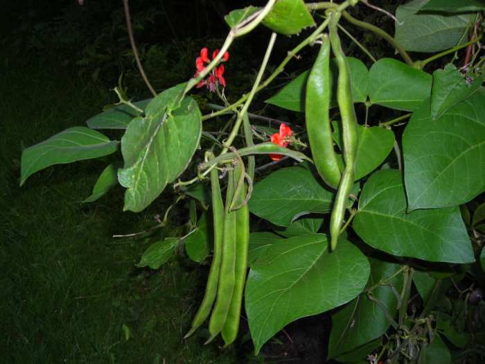 How to Grow Runner Beans Dengarden