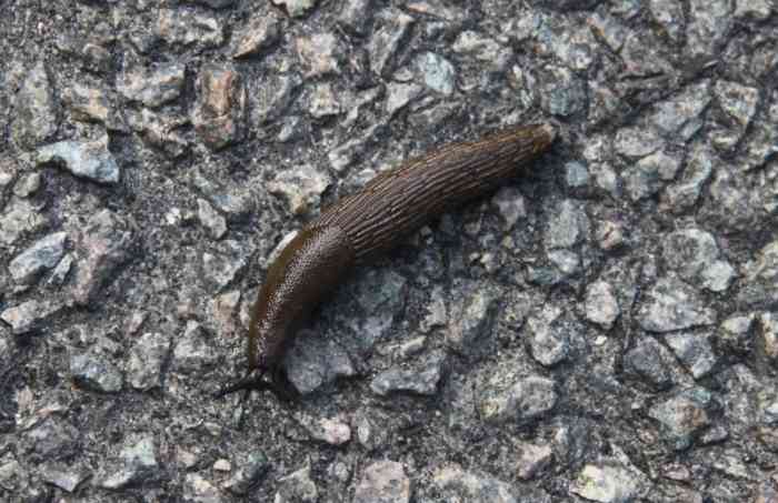 6 Ways to Get Rid of Slugs in Your House - Dengarden - Home and Garden