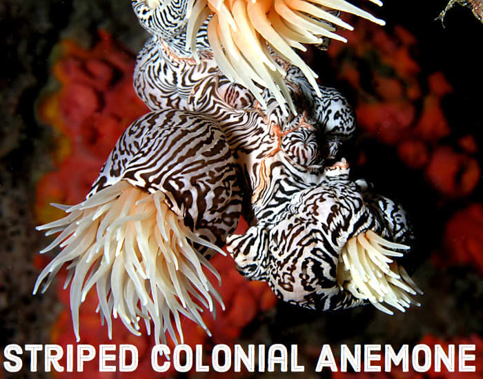 Striped Colonial Anemone