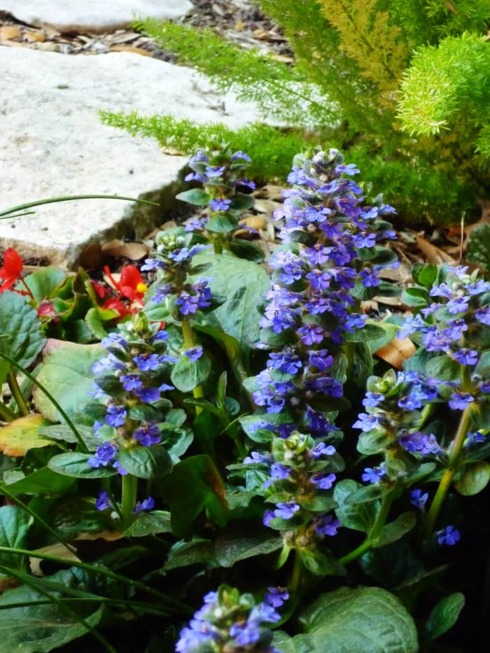 Ajuga Ground Cover Plant Value for the Home Gardener