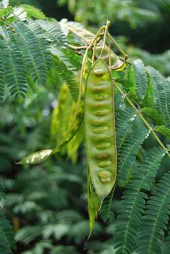 How to Grow or Remove Mimosa (Persian Silk) Trees - Dengarden