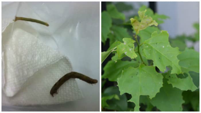 I plucked this caterpillar off of my plant. This is the guy that created all this damage to my bougainvillea.