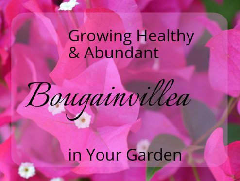 care-for-bougainvillea
