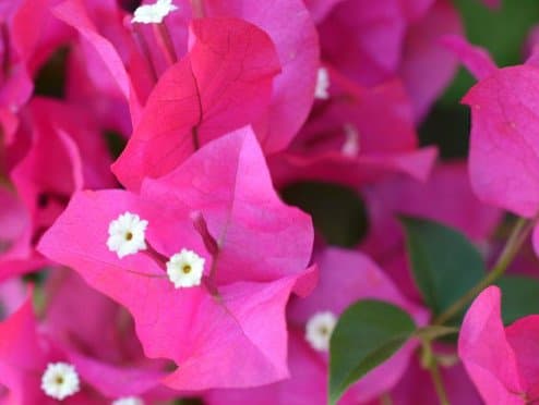 Bougainvillea bracts and flowers.
