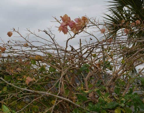 Freeze damage on my neighbor's bougainvillea. This damage can be cut away, allowing new growth to emerge.