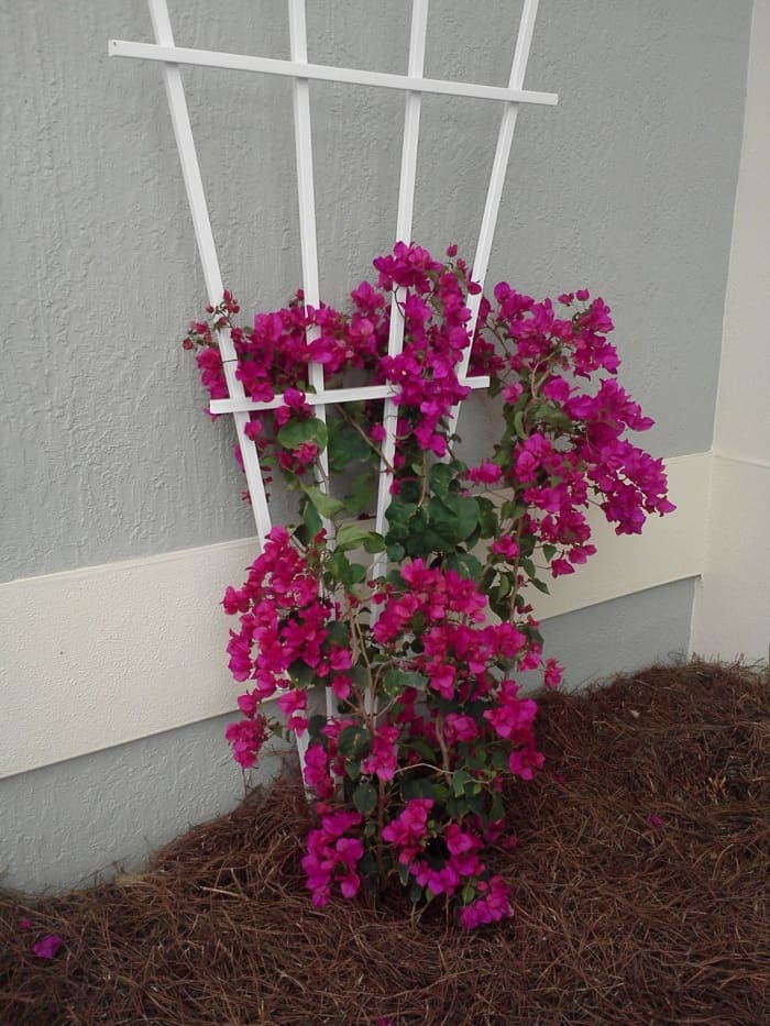 My bougainvillea when it was first planted.