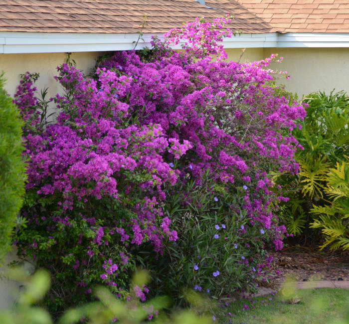 Here you can see how this plant gets into soffits and roof shingles if not managed properly.