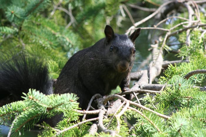 The Only Squirrel Hunting Resource You'll Ever Need - HubPages