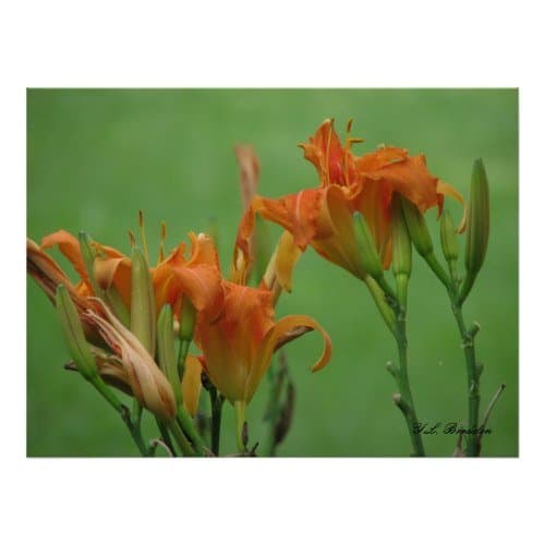 Daylily flowers are edible. The buds can be cook like green beans and the flowers stuffed, battered and fried.