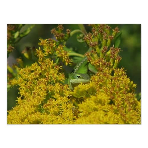 Goldenrod attracts many pollinators when it blooms in the fall. Green anole in goldenrod available on Zazzle.