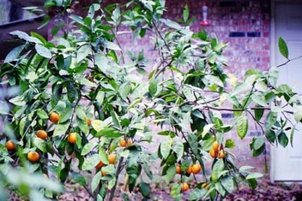 Satsuma trees bear in the fall of the year in south Louisiana. The sweet-smelling flowers attract pollinators.