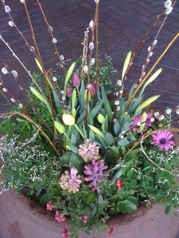 Flowers and pussywillows!