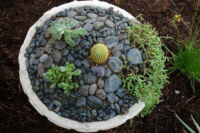 Rocks, stones, and succulents!