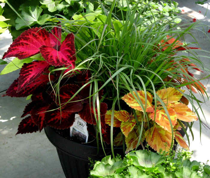 Coleus and ornamental grass.
