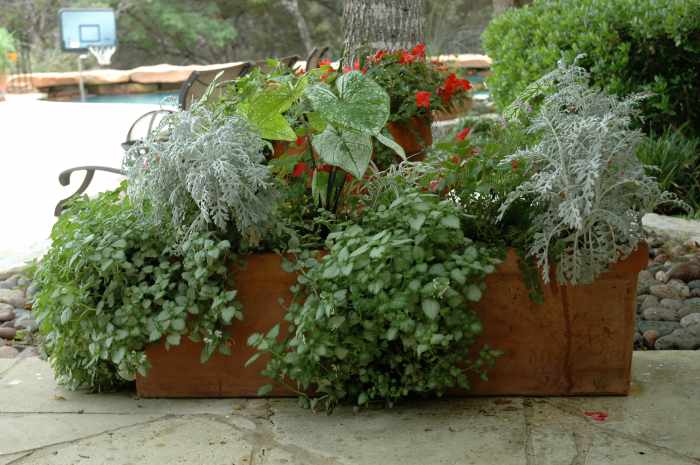 Large rectangular box of greenery