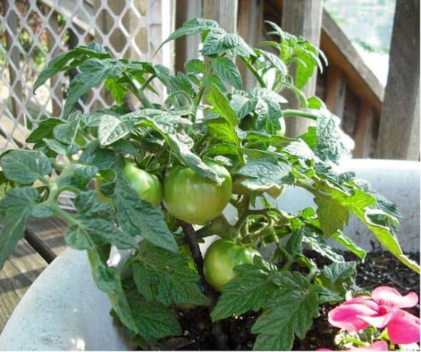 transplanting tomato plants