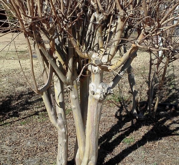 New growth on old stumps from improper pruning.