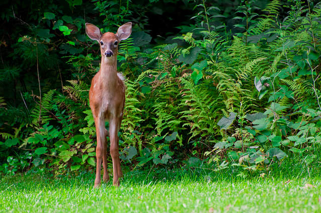 Though they are quite beautiful and can be nice to have around, deer still pose a significant threat to the wellbeing of your garden.