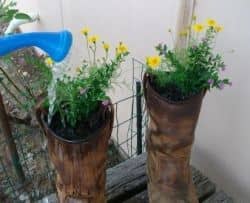 Watering my boot planters