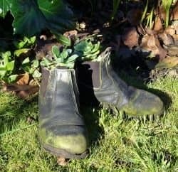 Old boots used as flower planters