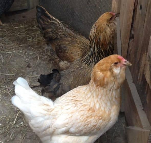 How to Build a Chicken Coop and Greenhouse Combo - Dengarden