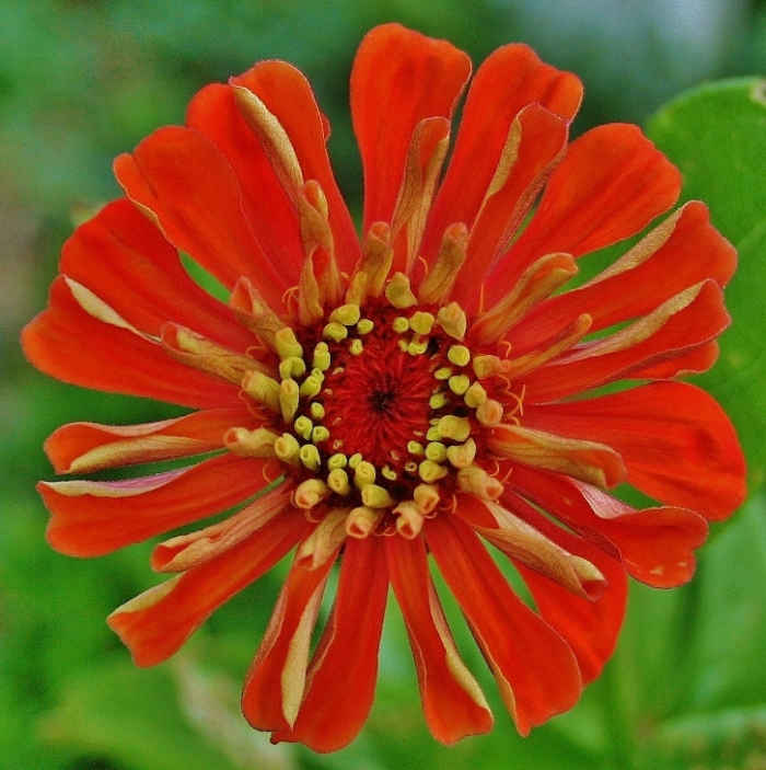 6 LowMaintenance Ground Cover Plants That Choke Out Weeds Dengarden