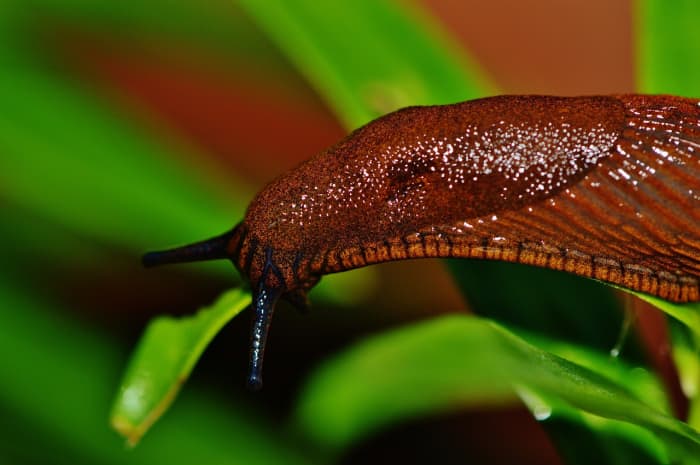 ナメクジは、葉っぱに穴を開ける原因となる一般的な庭の害虫です。