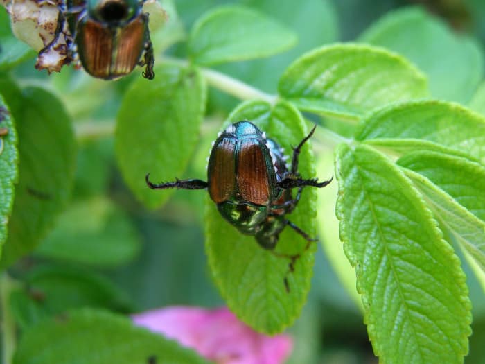 日本のカブトムシ、さらに日本のカブトムシを作っています。