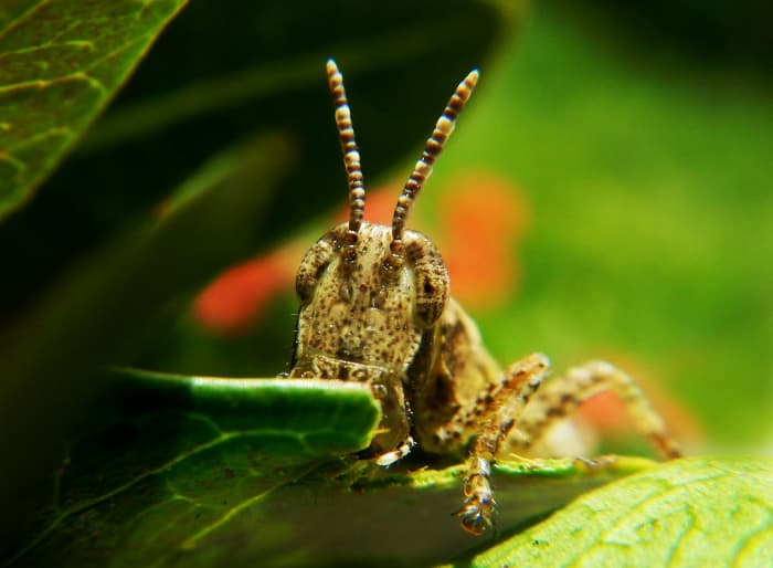 Los saltamontes pueden dañar una gran variedad de plantas de jardín. Son las langostas que a veces pululan en cantidades devastadoras.