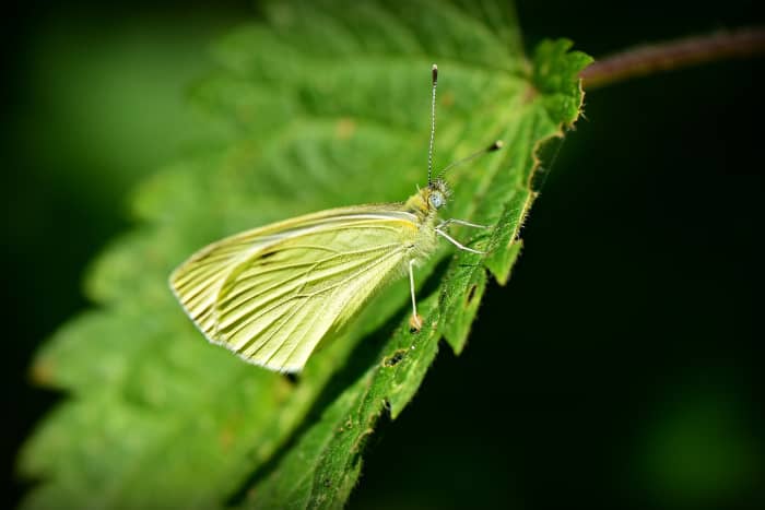 De rups van de koolwitjevlinder eet bijna alles in je tuin.'s caterpillar eats almost everything in your garden.