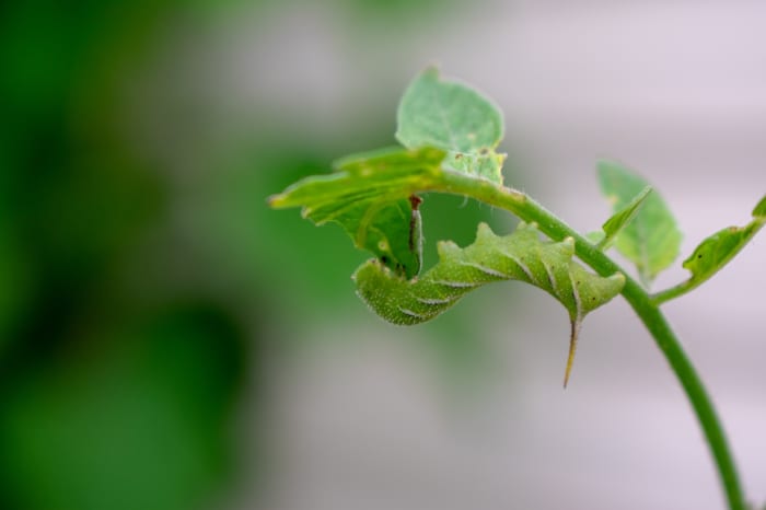 ツノゼミはタカノマダラメイガという大きな蛾の幼虫です。