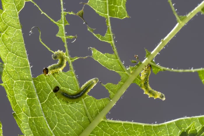 Zaagvliegen zien eruit als rupsen, maar het zijn de larven van een kleine angelloze wesp.'re the larvae of a small stingless wasp.