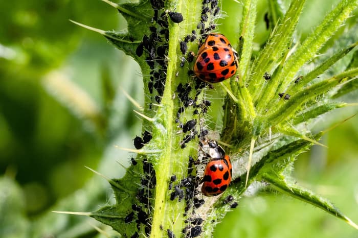 Uma colónia de pulgões sob ataque de insectos senhora.