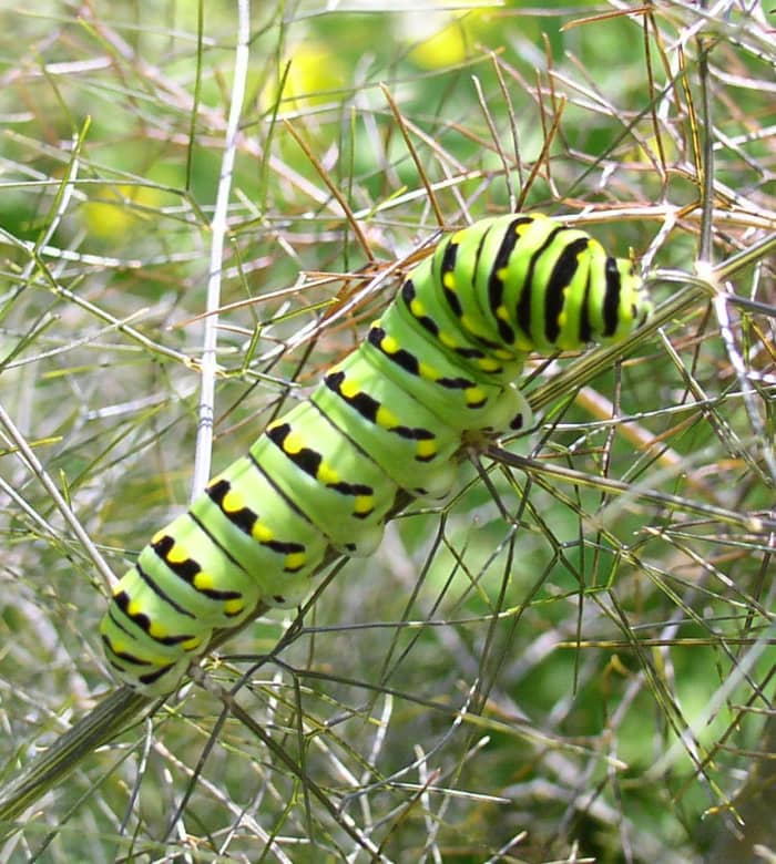 Black Swallowtail caterpillarです。 庭師の中には害虫と見る人もいますが、他の人にとってはただの美しい蝶なのです。're just beautiful butterflies.