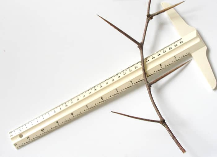 Here is a close-up view of a twig from a Mesquite tree in North Texas lying next to a ruler so you can see how long and wicked the thorns are.