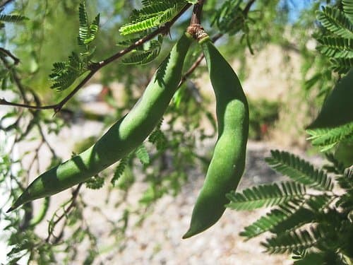 Mesquite seedpods have a sweet outer coating that is delicious to chew. The seedpods can get up to 10 inches long.
