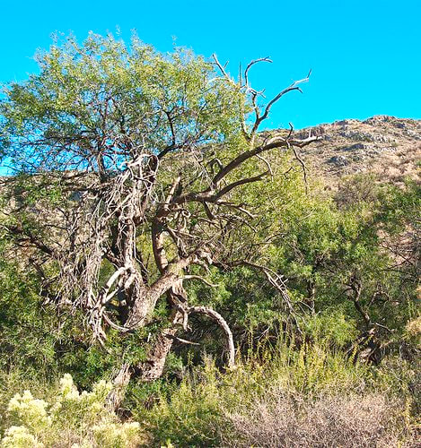 Here is a mesquite tree growing in its natural environment. Many mesquite trees look scrubby. They can thrive in any soil except soggy soil and will take over if allowed to do so.